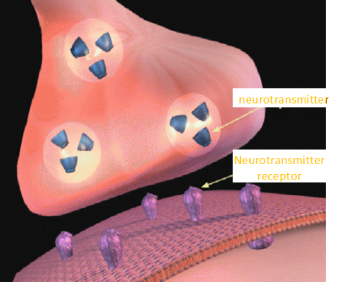 neurotransmitters in the brain drugs